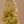 Soft Serve Tower (Citrus), 2025